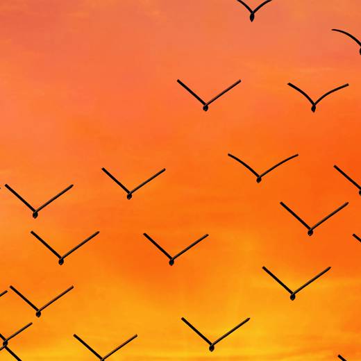 Hekwerk Wat In Vogels Verandert Regelluw